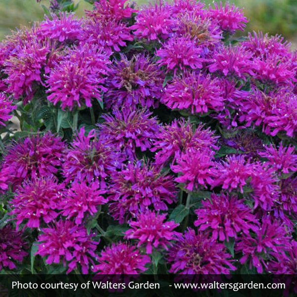 Sugar Buzz&amp;reg; Grape Gumball Bee Balm