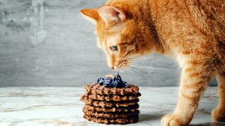 Ginger cat sniffing a stack of waffles