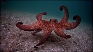 Best documentaries on Netflix - My Octopus Teacher