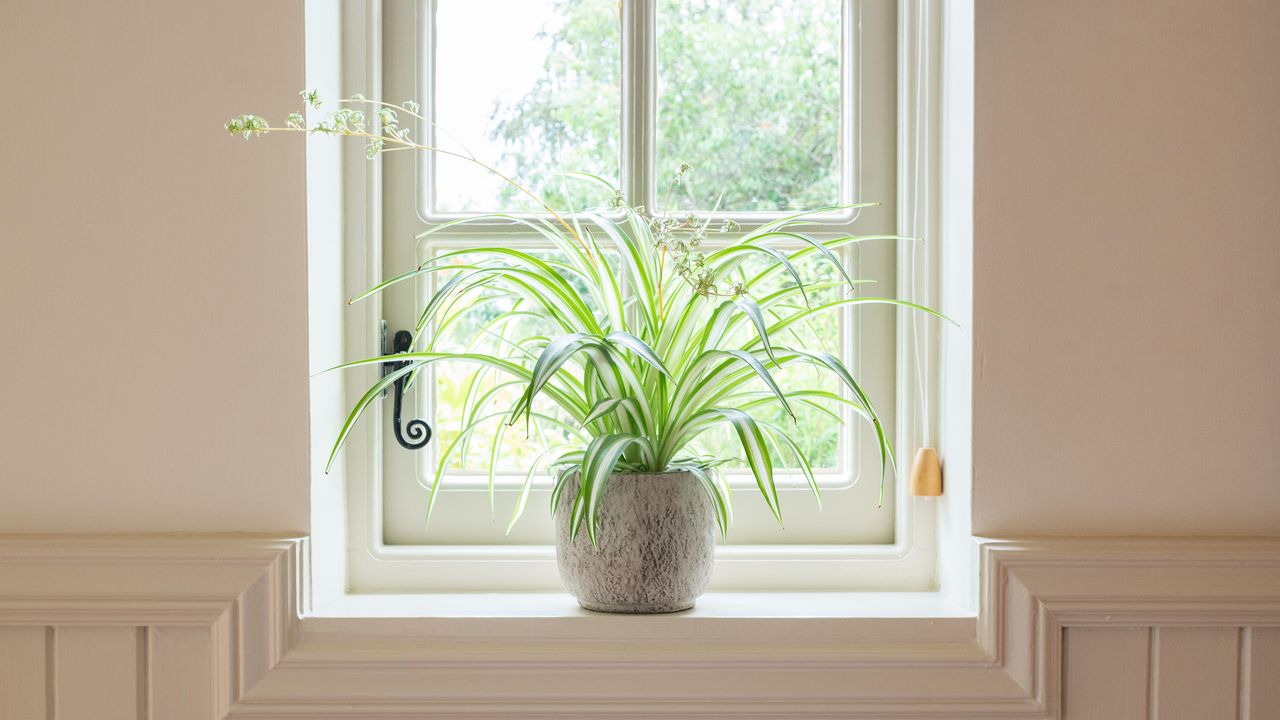 best place to put a spider plant Spider plant (chlorophytum comosum variegatum) in pot on windowsill