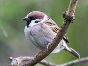 tree sparrow