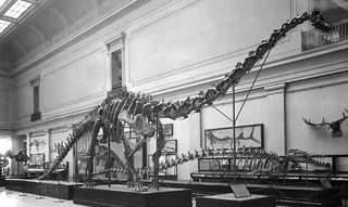 Charles W. Gilmore wrote of the Diplodocus, shown here newly mounted in the Smithsonian Dinosaur Hall in the 1930s, "The magnitude of the task ... of preparing one of these huge skeletons for public exhibition can be fully appreciated only by those who have passed through such an experience."