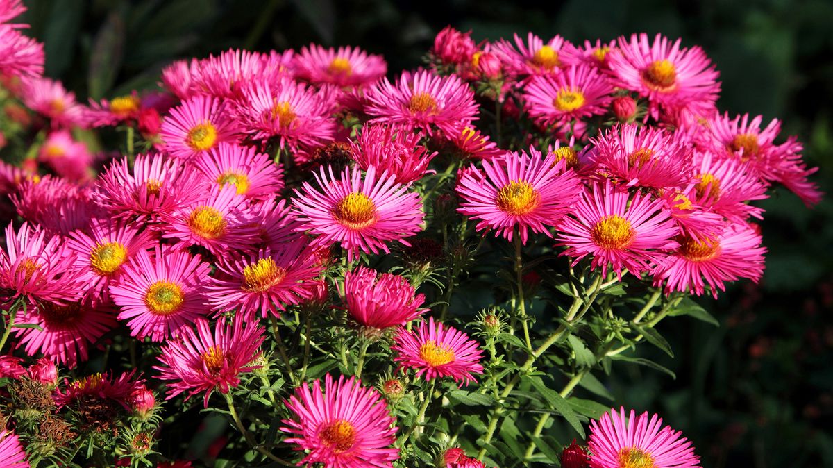 How to grow asters for bright autumn flowers Gardeningetc