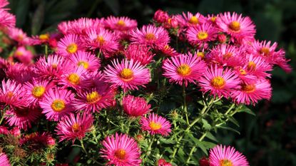 how to grow asters showing a blooming autumn aster