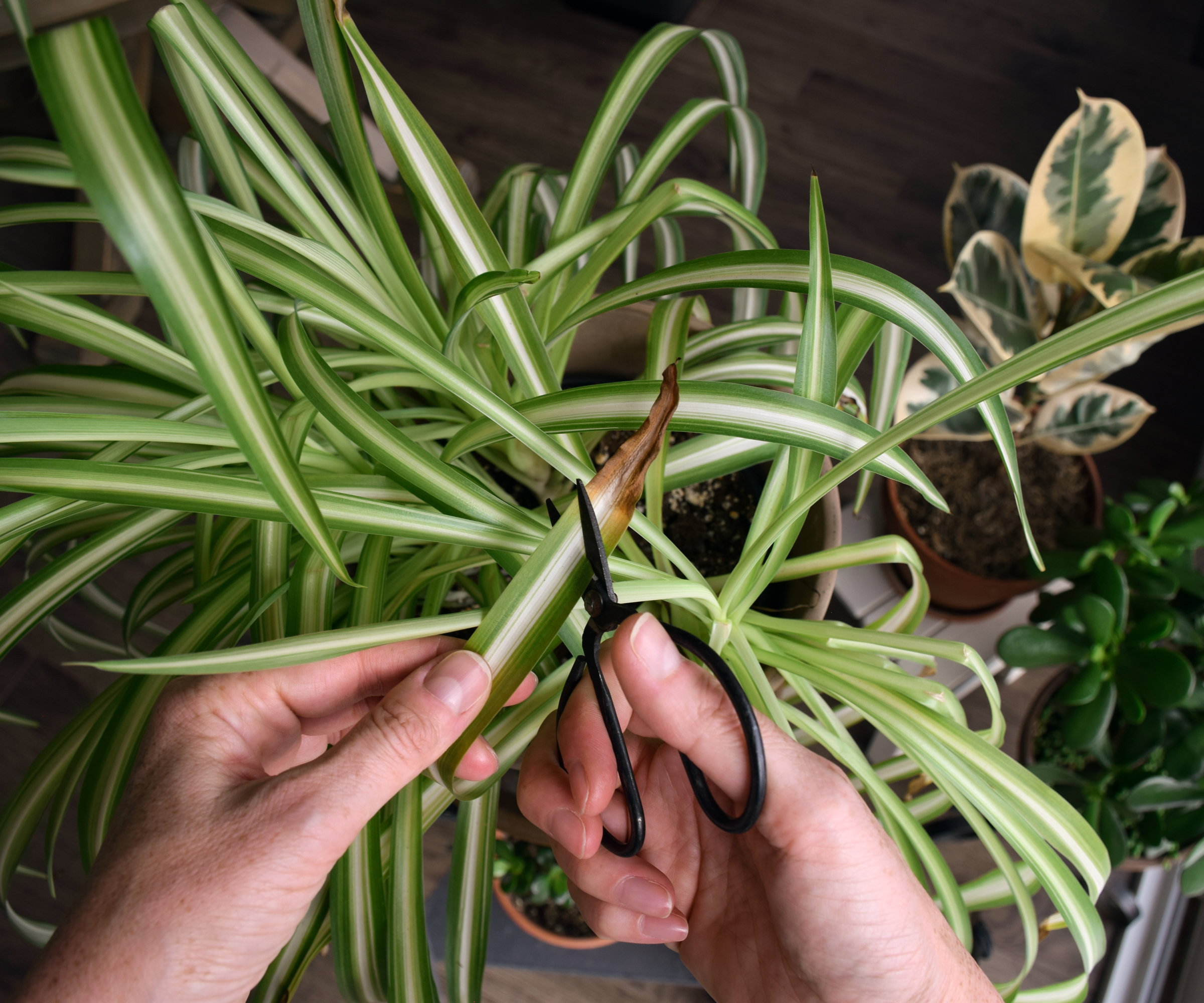 Hands using scissors to prune off a brown leaf tip on a spider plant