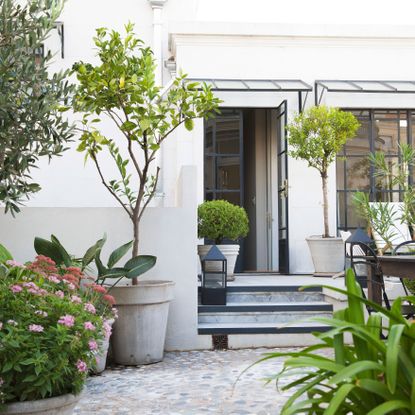 potted trees on garden patio