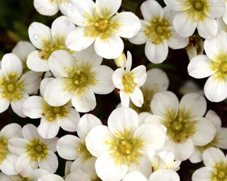 Saxifraga Alpino Early Lime alpine plants in bloom