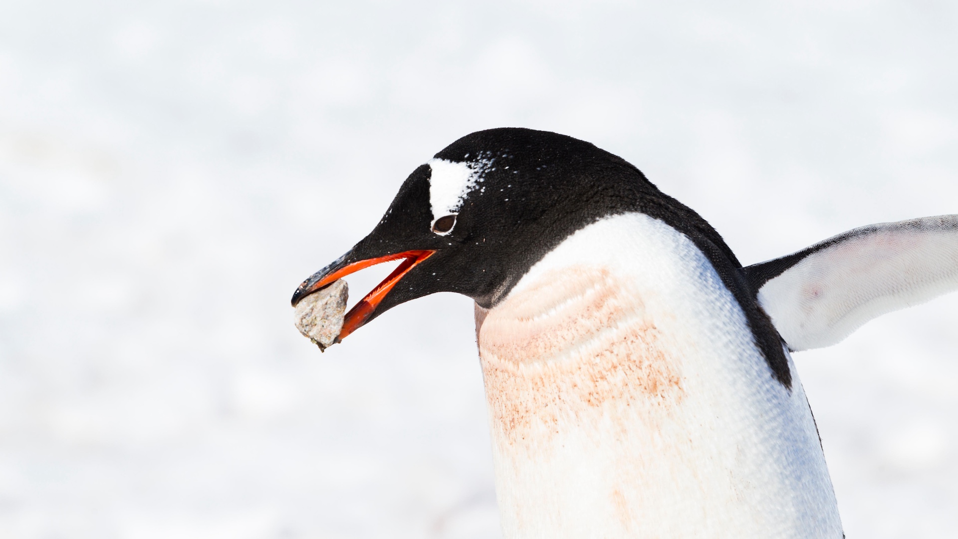 penguin with a pebble