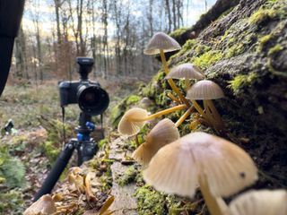 Canon Macro Fungi Mushroom