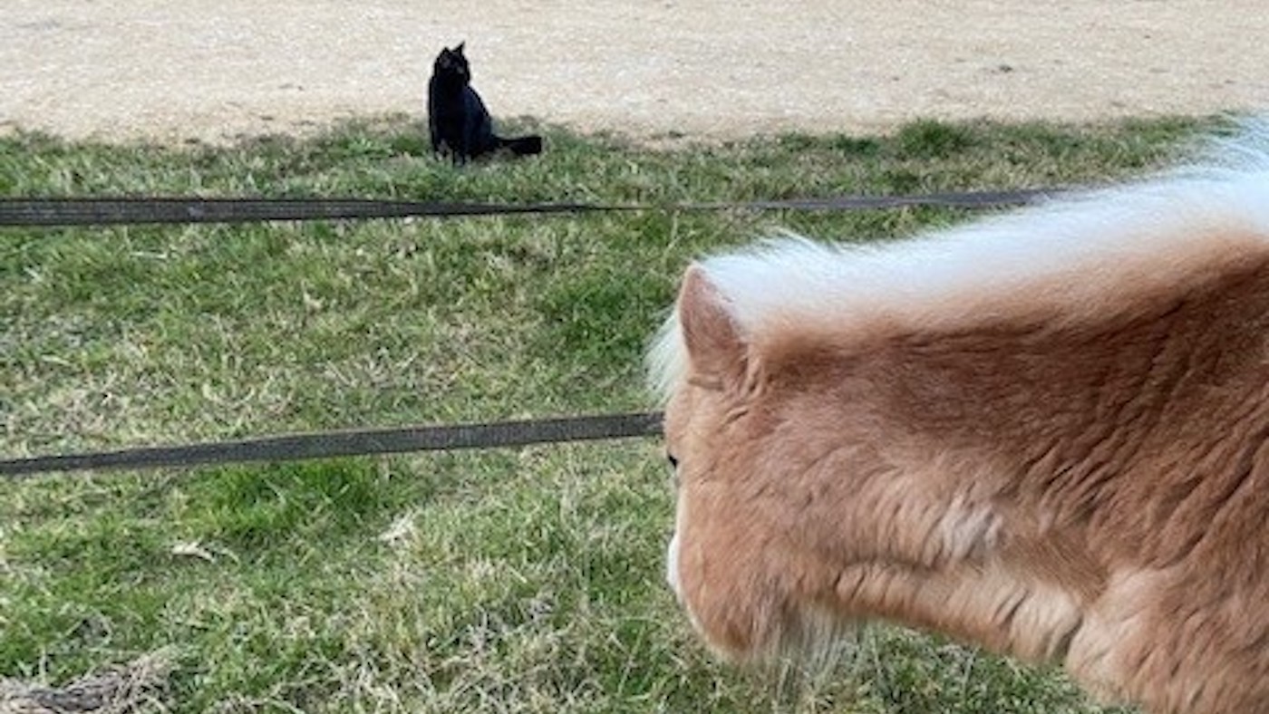 Padme with horse