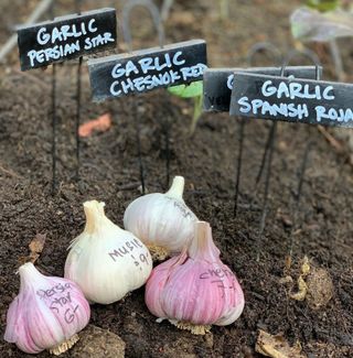 types of garlic grown in a garden
