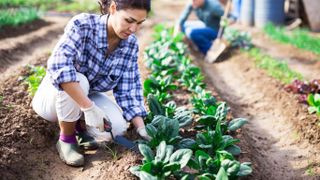 a photo of a woman digging in the garden