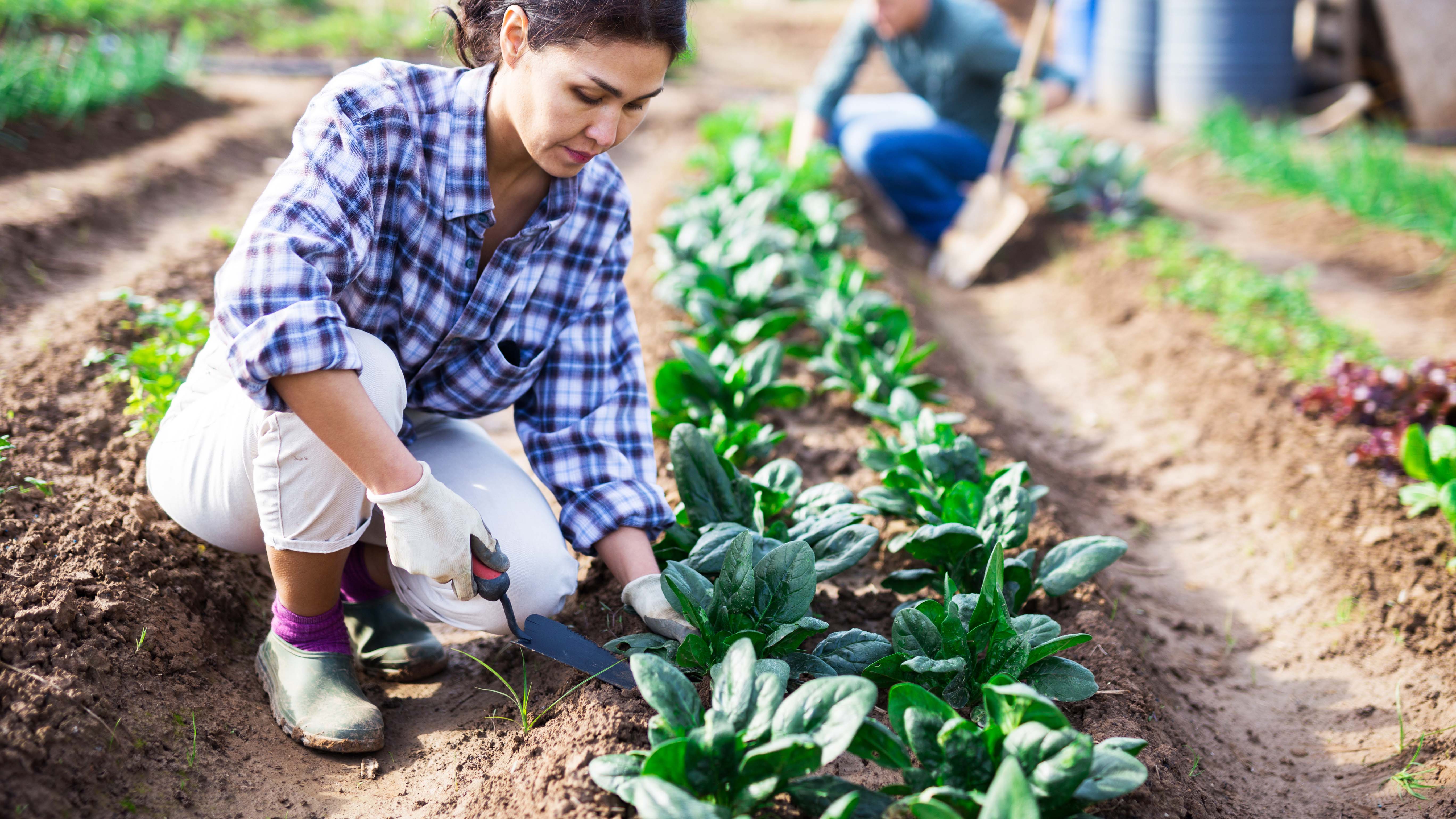 a photo of a woman digging in the garden
