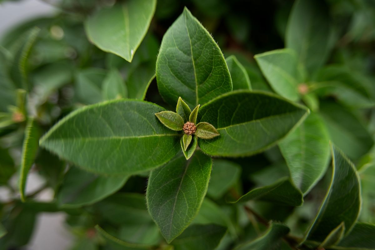 Sample image taken with the 7Artisans 10mm f/2.5 Fisheye Max lens using the Panasonic Lumix S9