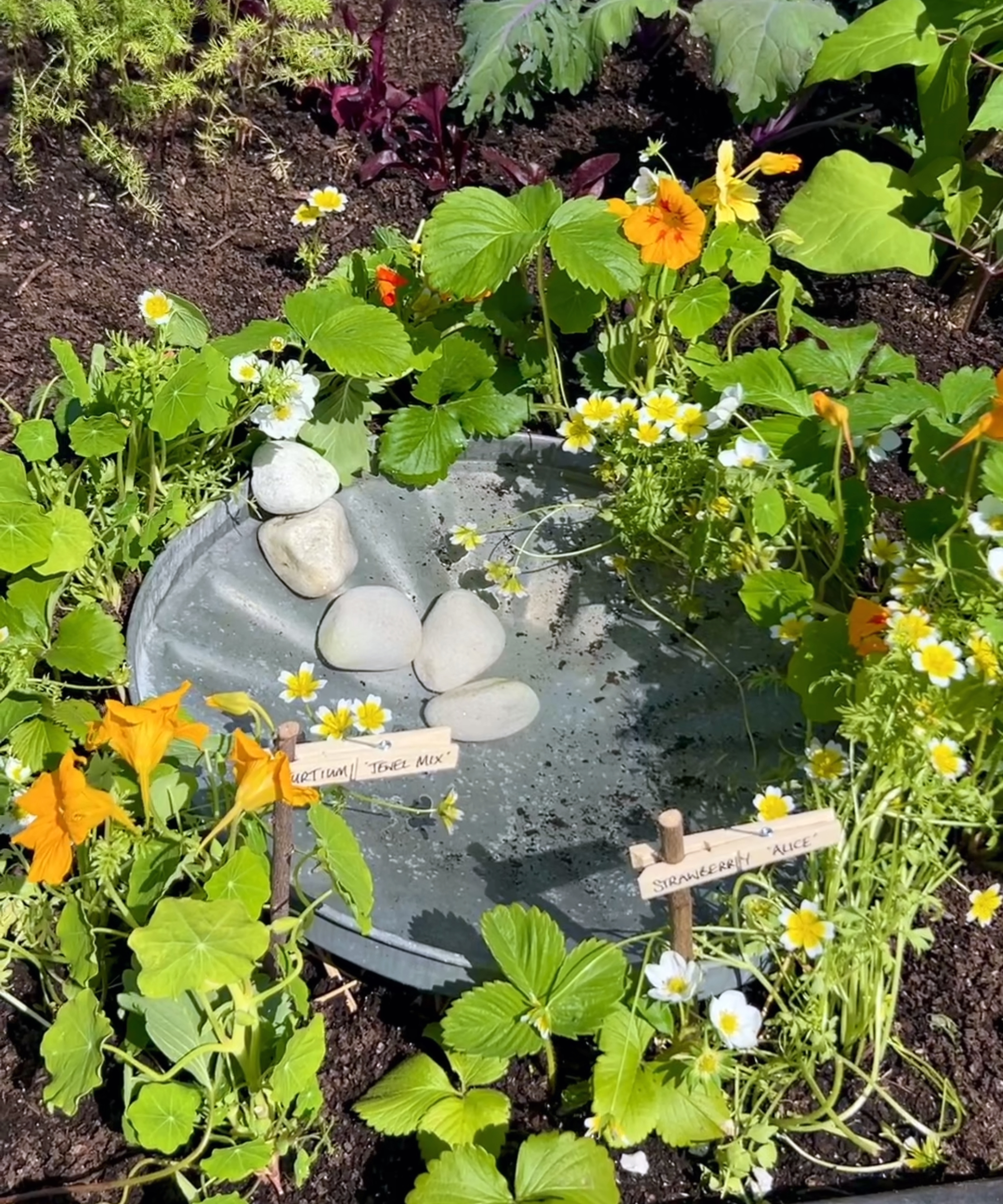 DIY bird bath made from a dustbin lid