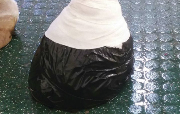 The hoof is wrapped up to prevent infection and the need for antibiotics