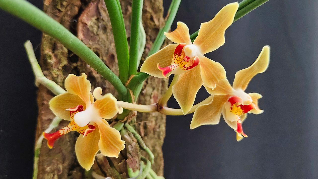 Mounted Paraphalaenopsis denevei orchid