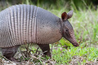 Armadillo Wondering Around Garden