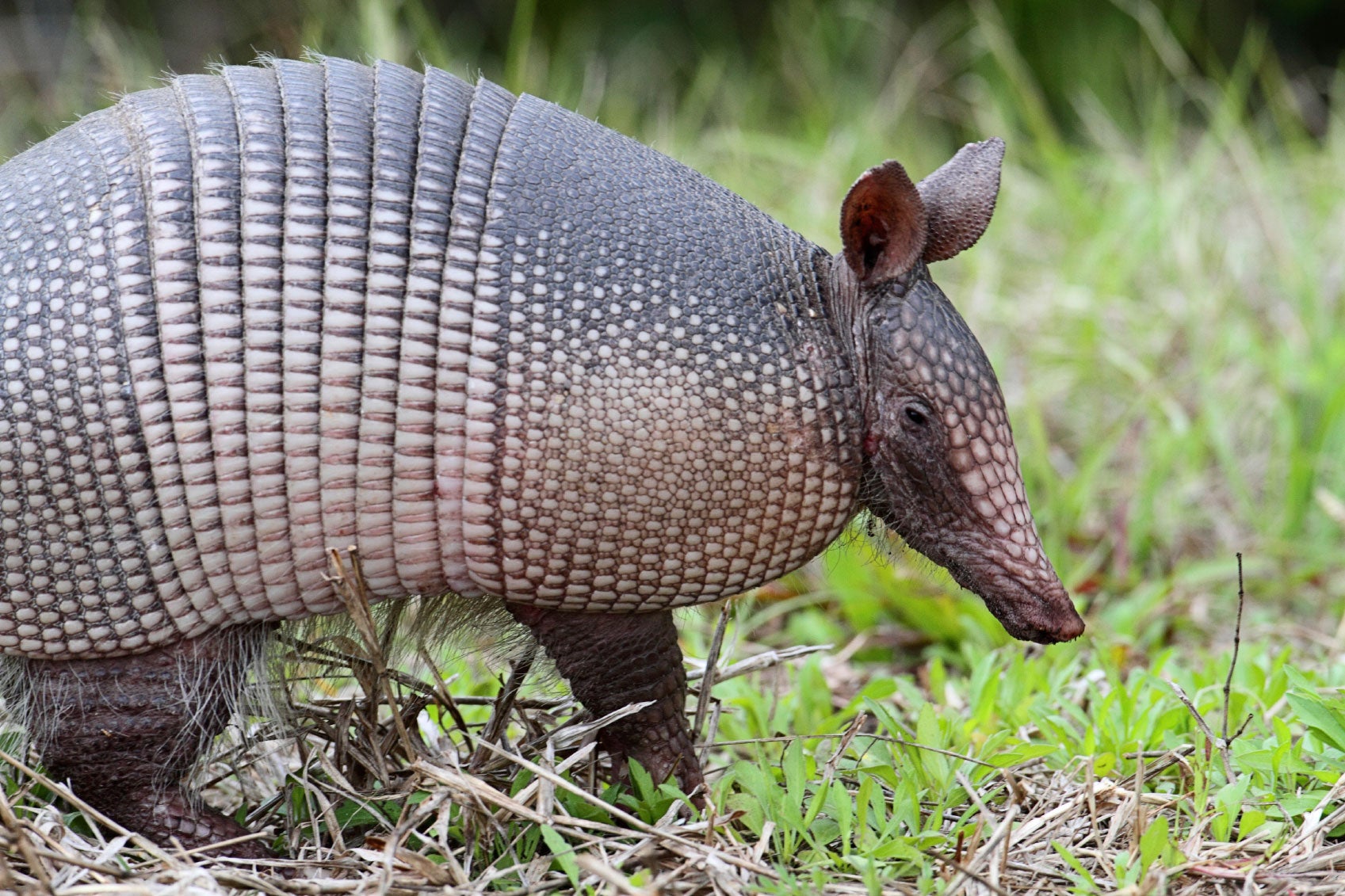 Armadillo Control: How To Get Rid Of Armadillos