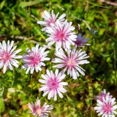 Crepis Rubra ( Pink Hawksbeard ) wild flower - also known as pink dandelion