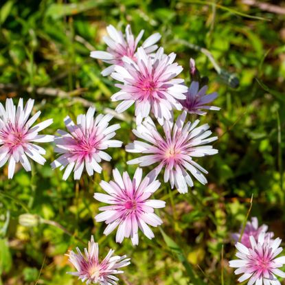 Crepis Rubra ( Pink Hawksbeard ) wild flower - also known as pink dandelion