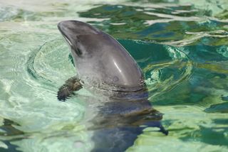 A harbor porpoise in clear water sticking its head above the surface