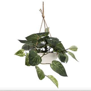 A hanging pothos plant