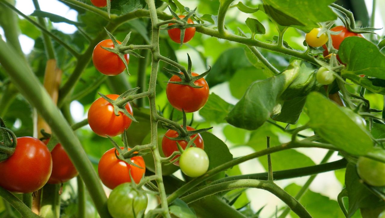 Tomato plant