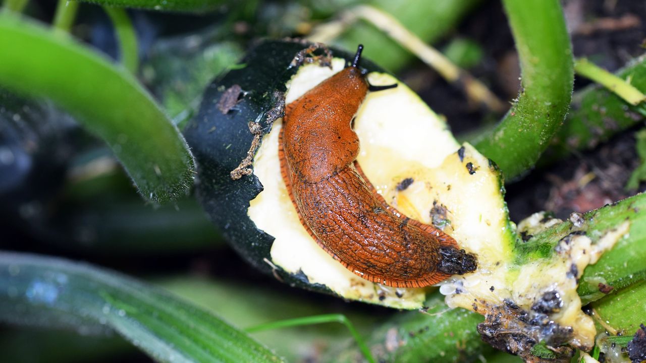 Slugs eating a courgette in the garden