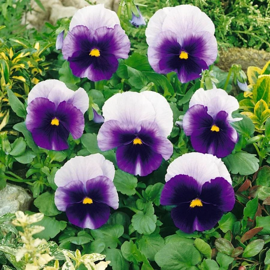 Purple pansies