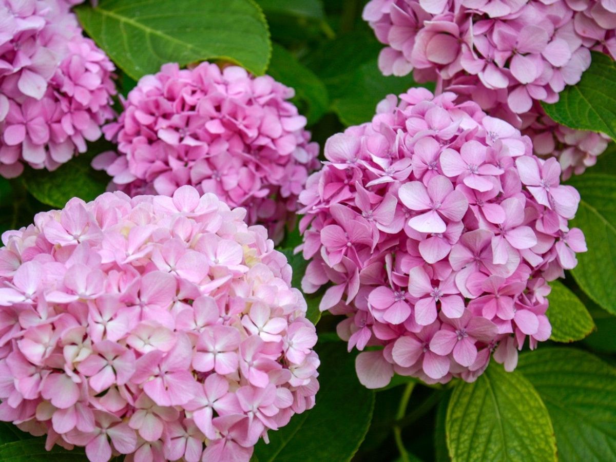 Easy To Grow Hydrangeas | Gardening Know How