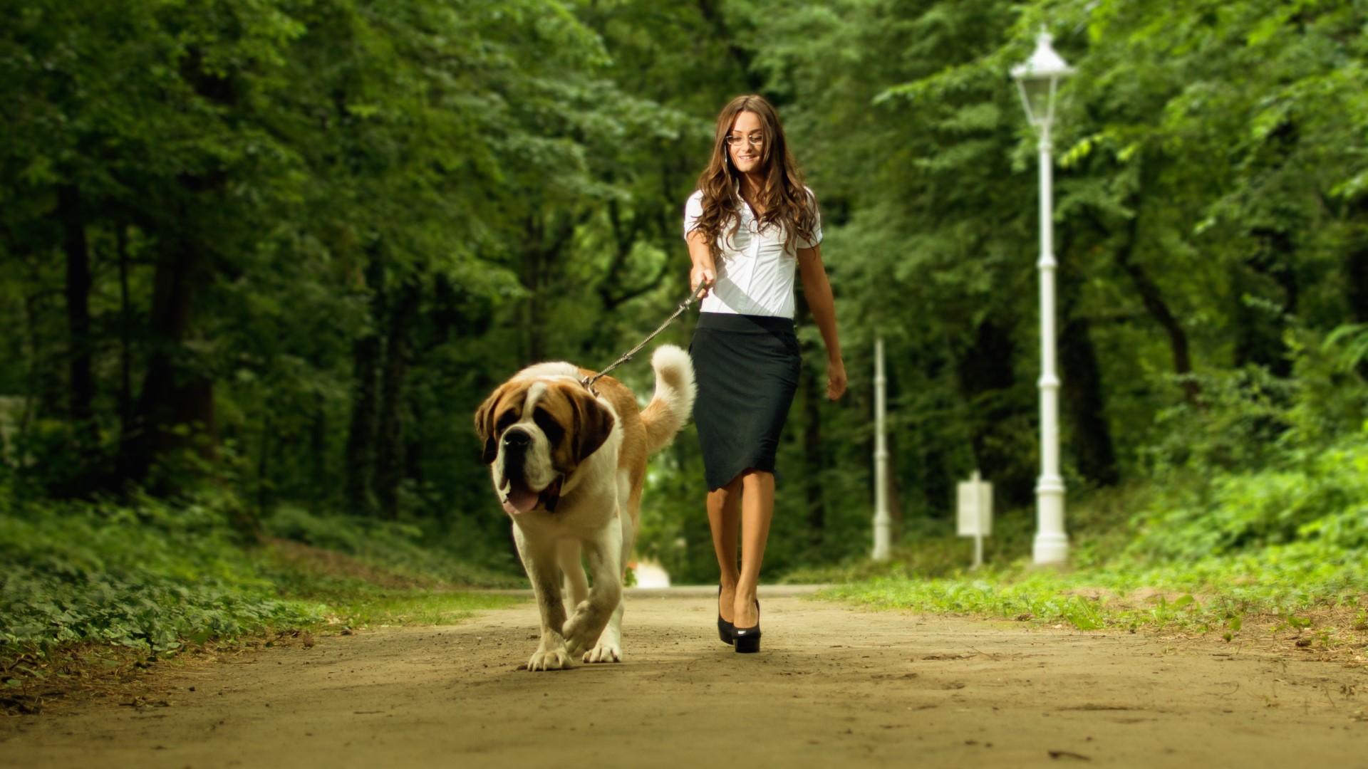A woman in business attire walks a Saint Bernard in a park