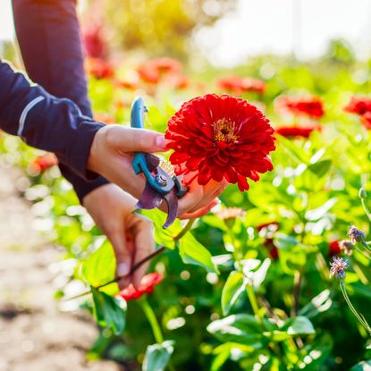 person's hands holding a red zinnia flower just cut from the garden with pruners