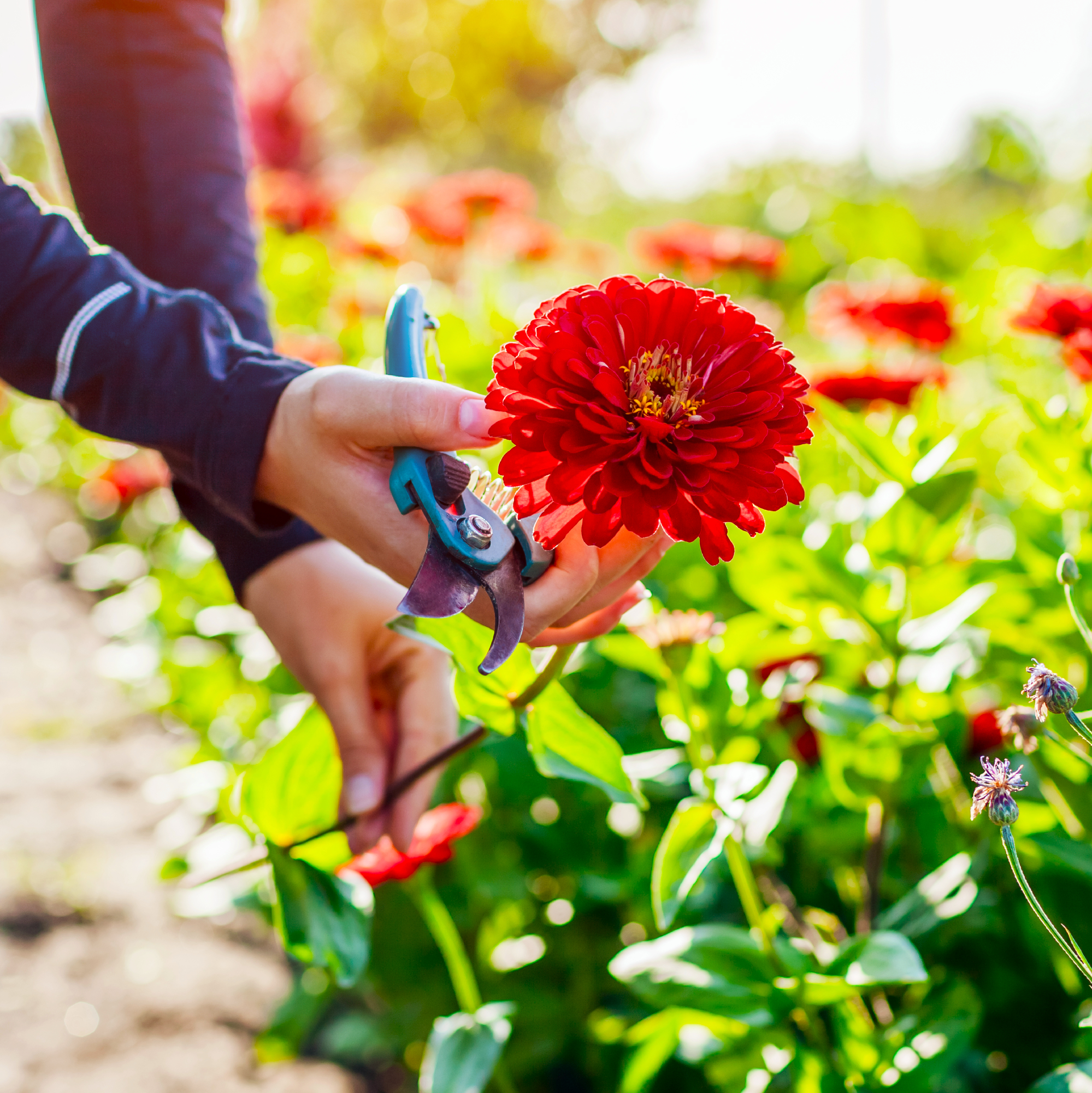 person's hands holding a red zinnia flower just cut from the garden with pruners