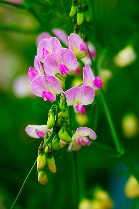 Pink Sweet Pea Flowers