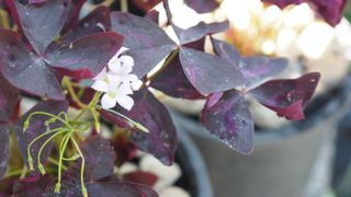 dark purple leaves Oxalis triangularis False shamrock