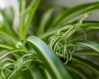 close-up of healthy spider plant leaves