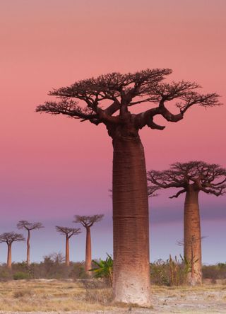 Madagascar for striking baobabs