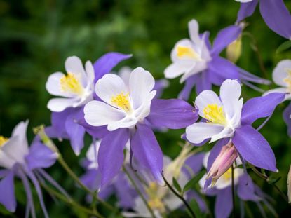 White And Purple Columbine Flowers