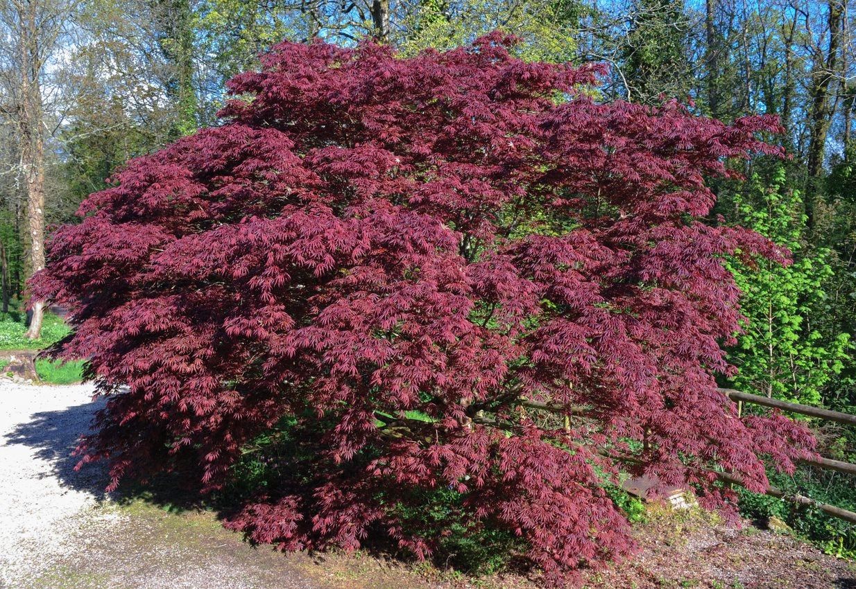 zone 5 japanese maple