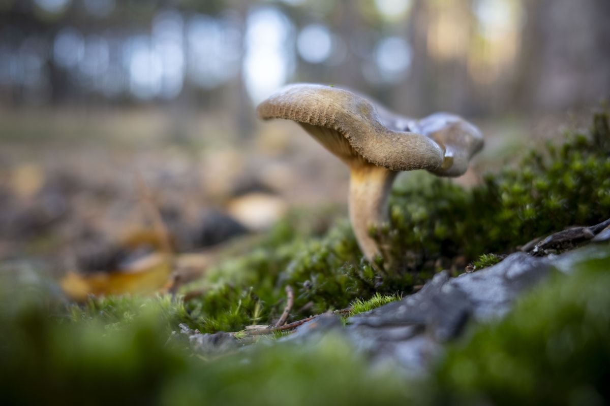 Ricoh GR IV sample images - closeup of a mushroom from the ground level