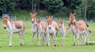 The three young eastern kiang and some adults.