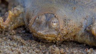 A Cantor's giant softshell turtle (Pelochelys cantorii) hatchling on sandbar, Mekong River, Cambodia, 29-4- 2013