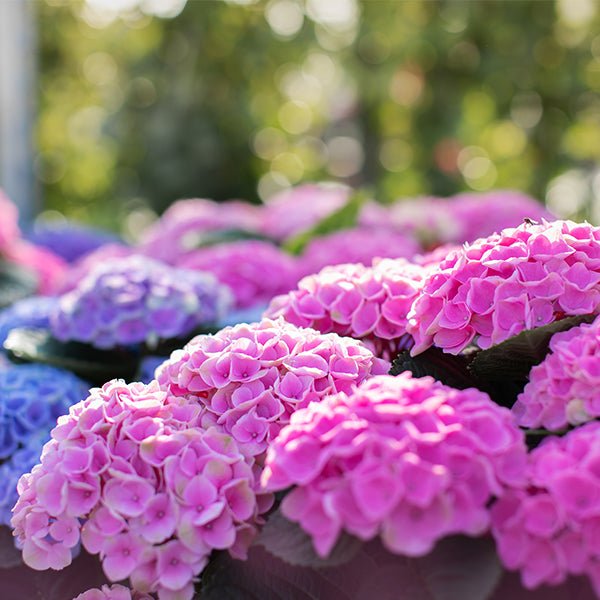 Elizabeth Ashley&amp;trade; Bigleaf Hydrangea - #3 Container