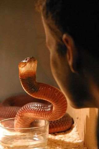 Spitting cobra takes aim at a human face.