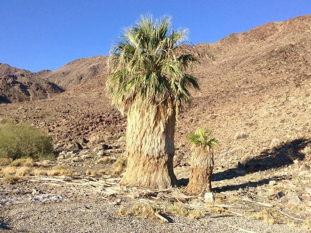 California Fan Palms