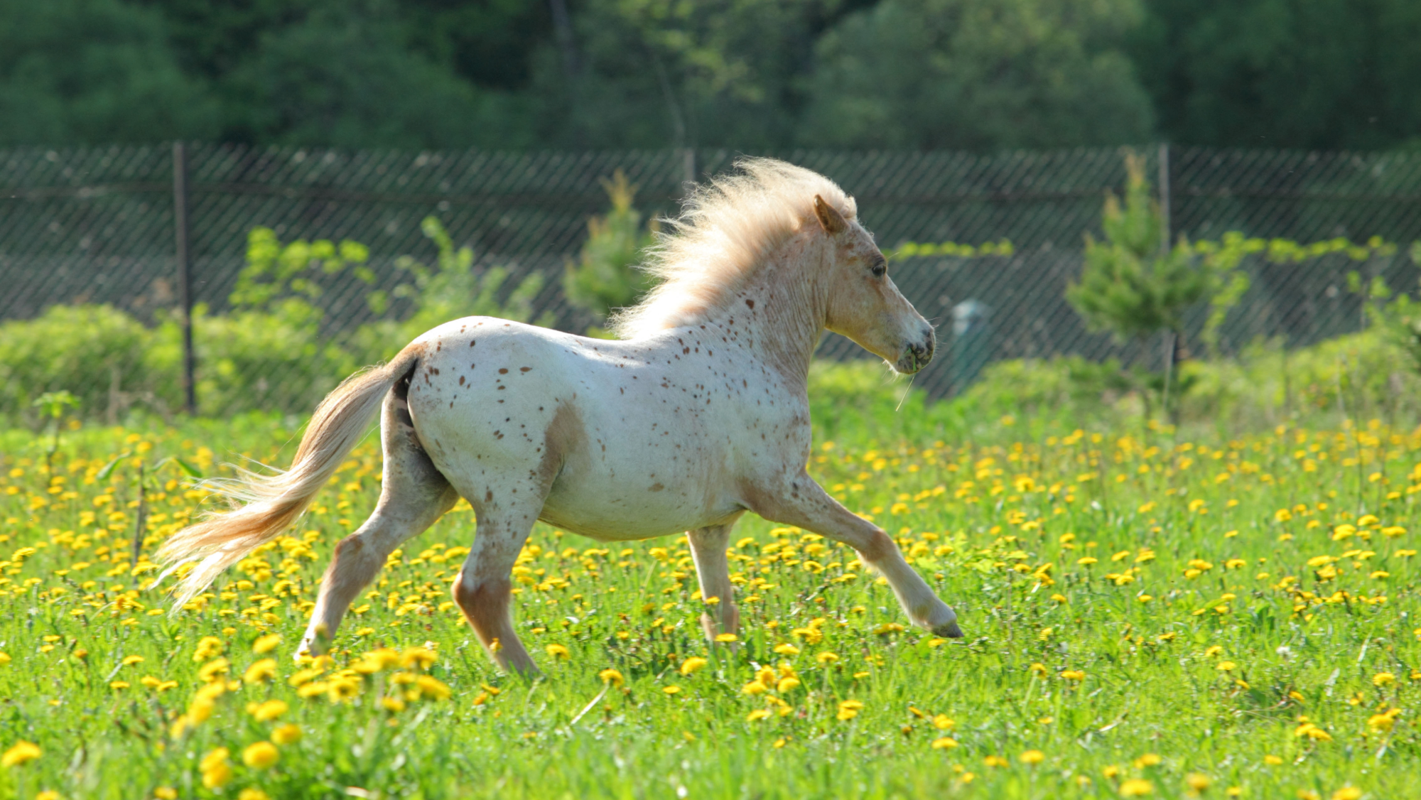 a spotted Falabella horse cantering away from the camera through a meadow
