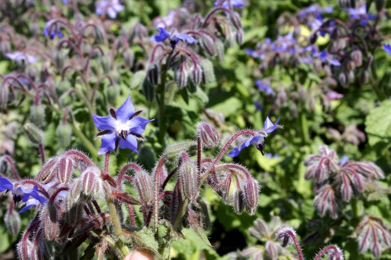 flowers seeds to sow in June: Borage (Organic) Seeds from Dobies