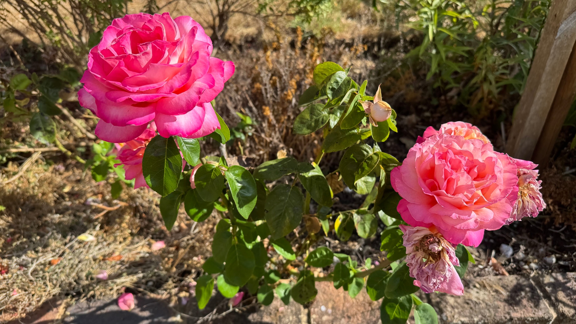 Flowers to cut from garden