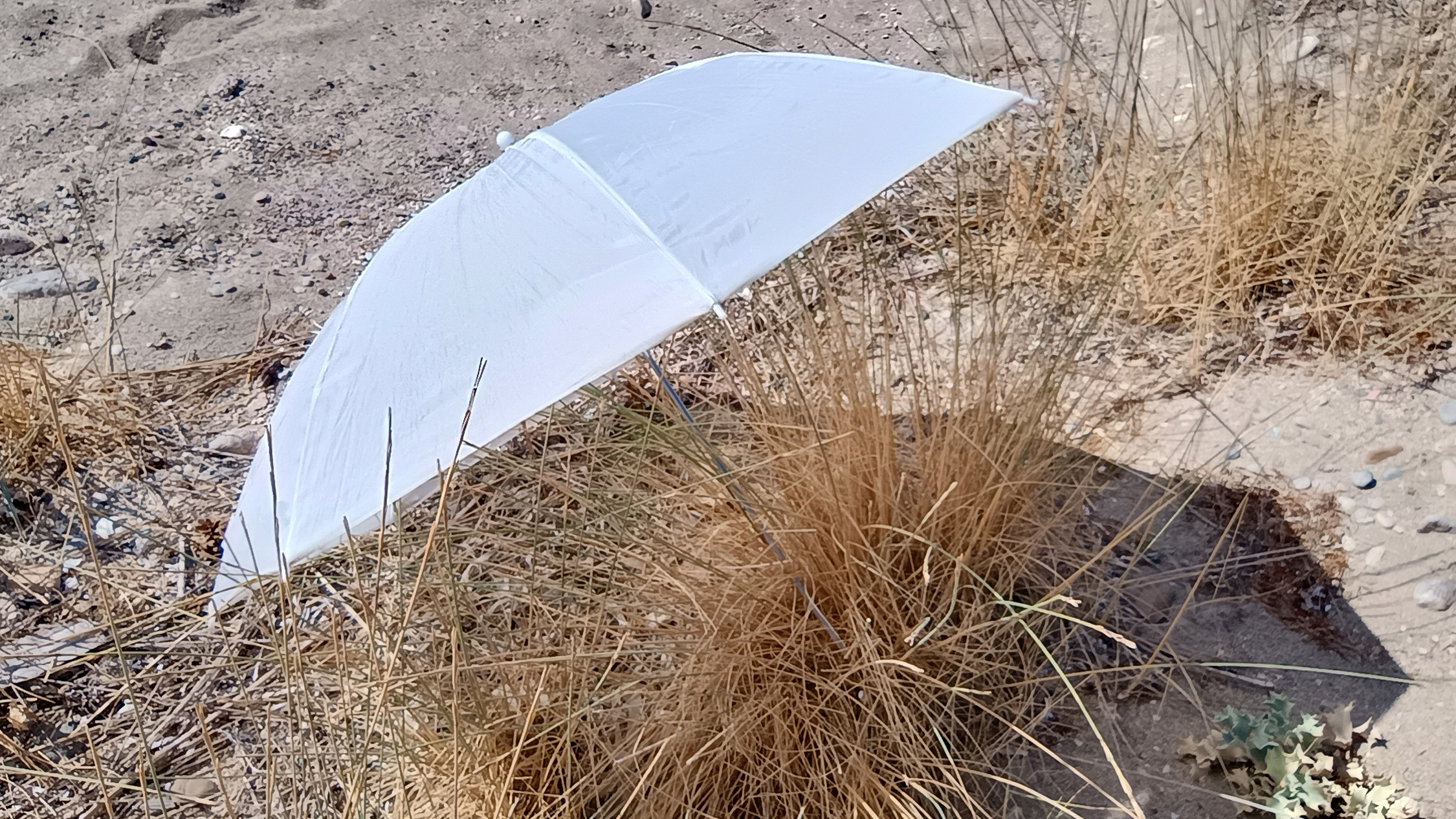 White umbrella positioned in dry grass